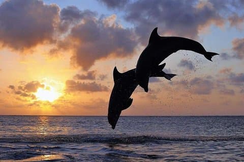 Hela dagen North Bali Dolphin tittar på på Lovina