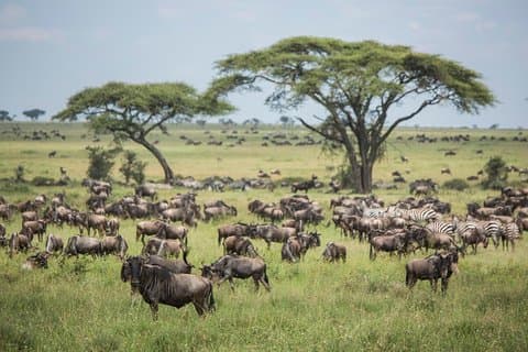 6 jours 5 nuits safari Parcs nationaux de Ngorongoro, Serengeti et Tarangire