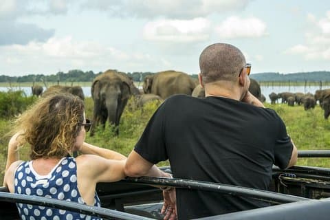 Udawalawe Safari Day Trip with Return Transport - All Inclusive