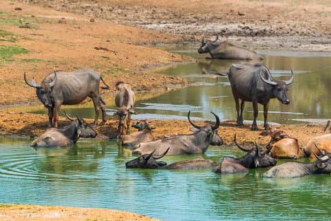 DREH DURCH! Doppelter Safari-Tagesausflug (Yala & Udawalawe) - Privat & All Inclusive
