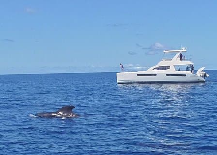 Private Premium Wal- und Delfinsafari St Lucia