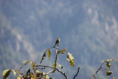Bird-watching Hikes around Jibhi