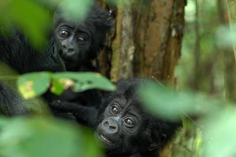 Safari de 3 días de Gorila de Ruanda