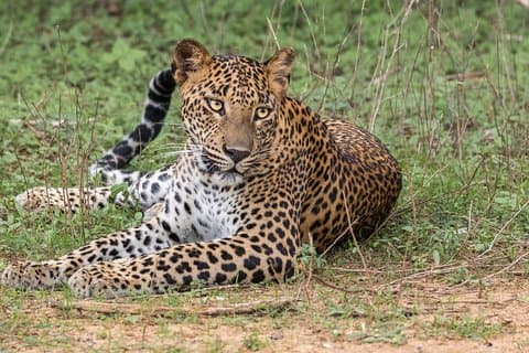 ネゴンボからのウィルパットゥ国立公園プライベートサファリ(オールインクルーシブ)