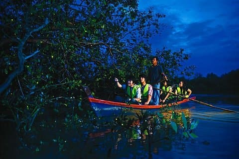 Kuala Selangor Firefly Tour from Kuala Lumpur with Hotel Pickup