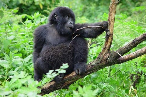 3 Day Uganda Gorilla Trekking Safari from Kigali