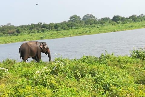 Uda Walawa Safari 1-Tages-Tour von Mirissa, Weligama, Ahangama