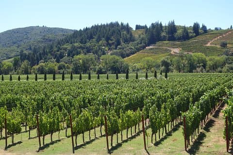 10-timers vinsmagningstur i Napa Valley