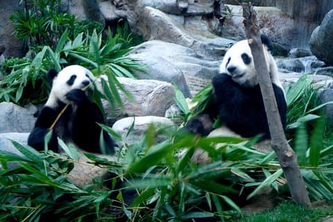 Hong Kongs æres Panda Keeper