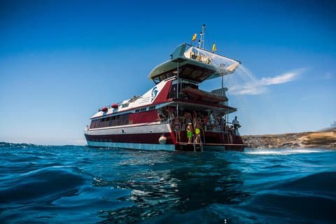 Royal Delfin 3H Delfin- und Walbeobachtung! Schwimmen & Mittagessen!
