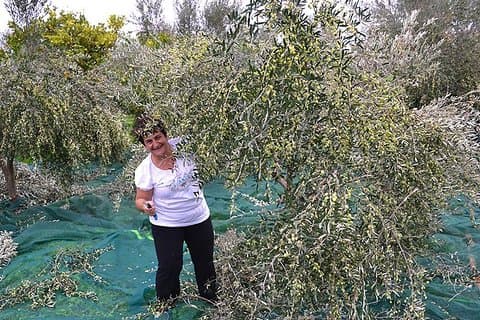 Raccolta delle olive in Toscana