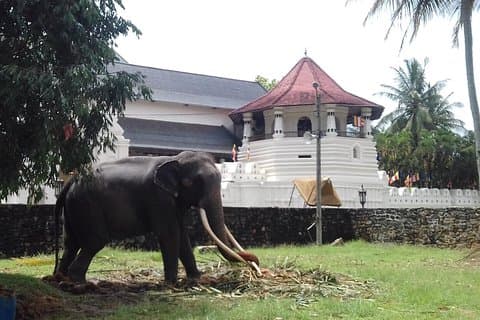 Excursion privée d'une journée à Colombo à Kandy