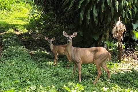 Caminhada e observação de pássaros em Atitlan - excursão de um dia a partir de Antígua