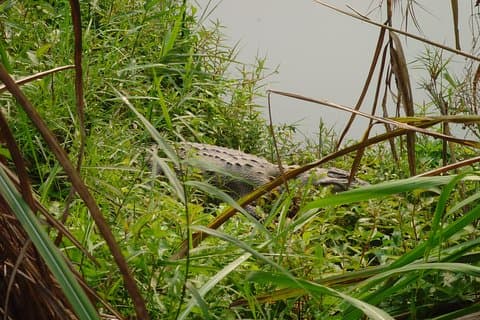 Chitwan National Park 2 nätter och 3 dagar