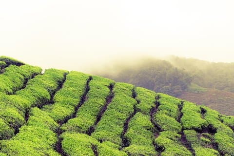 Chauffeur: Cameron Highlands to Singapore Car Transfer
