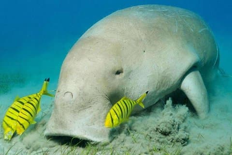 Tours rond Abu Dabbab Dugong Bay Marsa Alam