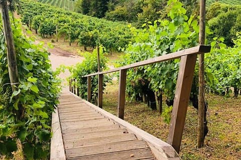Tour Privado Prosecco de día completo, con Sommelier certificado