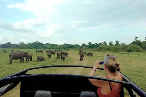 Udawalawe Private Safari with Picnic and Hotel Pickup