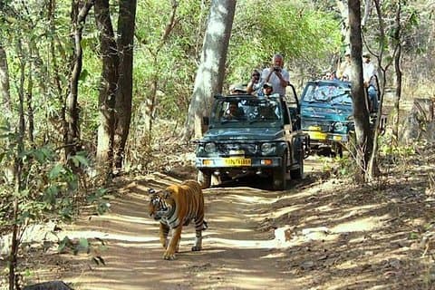 Tour del Triángulo Dorado con Ranthambore Tiger Safari