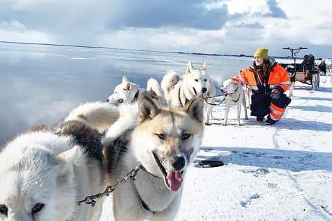 Lille gruppe husky slæde tur med Reykjavik afhentning mulighed