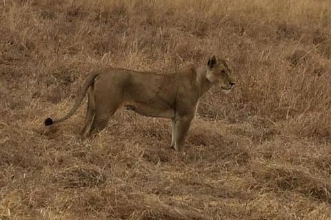 2Days 1Night tour to Mikumi National Park (Road trip)