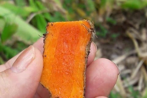 Gewürztour Sansibar