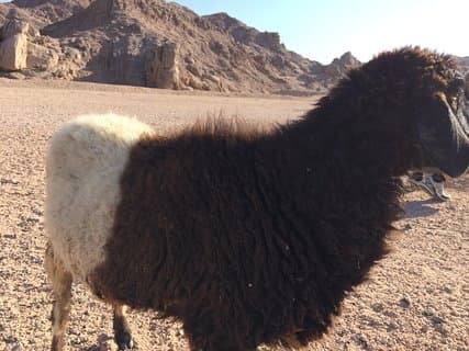 Romerske by Hurghada Monos Claudianos