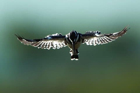 13 Days Kenya Birding Safari