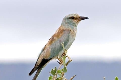 11-daagse Kenia Birding Safari Adventure-vakantie