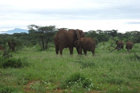 3 jours de safari samburu