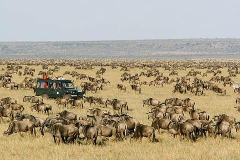 Tanzânia Wildlife Adventures Safari Holiday para 7 dias