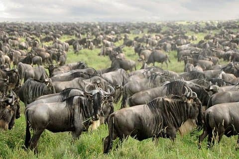 5 Days Kenya Safari Holiday Package