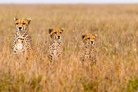 3 Days Masai Mara Budget Camping Safari Packages