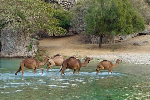 Salalah City and East Tour Combo (Darbat falls, Razat spring)