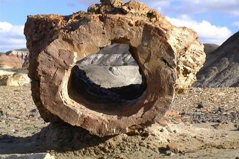 Foresta pietrificata della leonessa