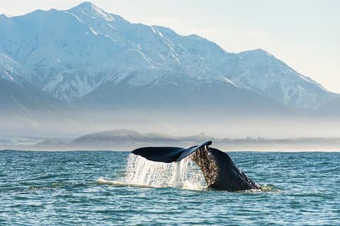 カイクラ、ボートでホエールウォッチング