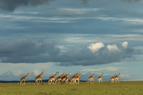 6 Dias Quênia Safari Masai Mara, Lago Nakuru e Lago Baringo / Bogoria.