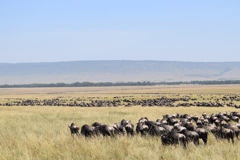 7 Dias Kenya Lodge Safari Masai Mara, Lago Nakuru, Naivasha e Amboseli