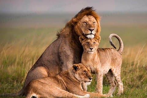 Tansania Wildlife Encounters - 6 Tage