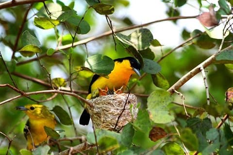 Vogels kijken Sri Lanka