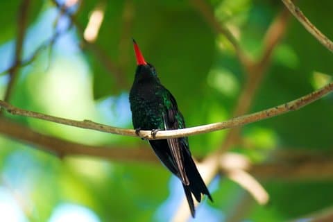 Santuario de alimentación de aves, Montego Bay Highlights y Columbus Park Day Adventure