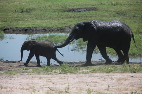 Gita di mezza giornata a Chobe