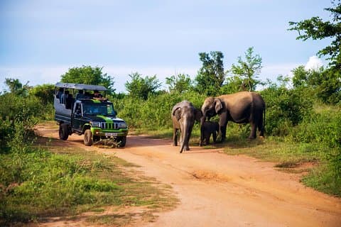 Udawalawe Safari & Elephant Transit Home from Hambantota Port