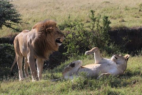 Nationaal park Nairobi, rondleiding door weeshuis voor babyolifanten en giraffencentrum
