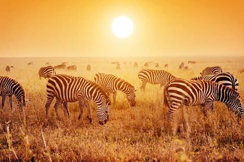 NATIONALE PARK VAN SERENGETI Tour