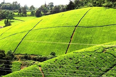 Nairobi til Kiambethu Tea Farm Tour