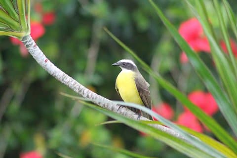 Vogels kijken en dieren in het wild