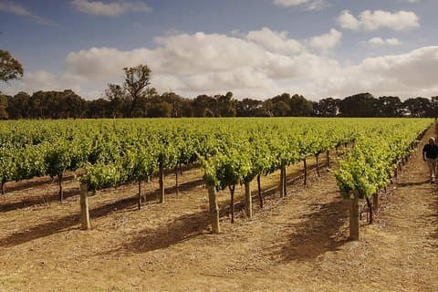 Tour privato della regione vinicola del Langhorne Creek da Adelaide