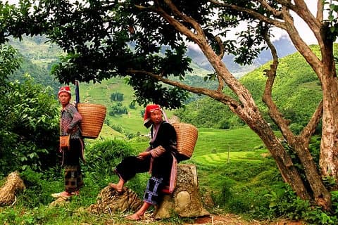 Sapa Easy Trekking Tour 1 dag - Rispaddies og kulturer