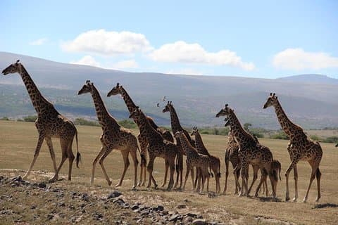 9 - Dagens vidundere i Kenya og Tanzania Safari – grænseoverskridende eventyr